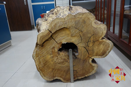 2華南農(nóng)大種植的黃花梨倒下時壽命80年,胸徑79厘米,邊材只有3厘米